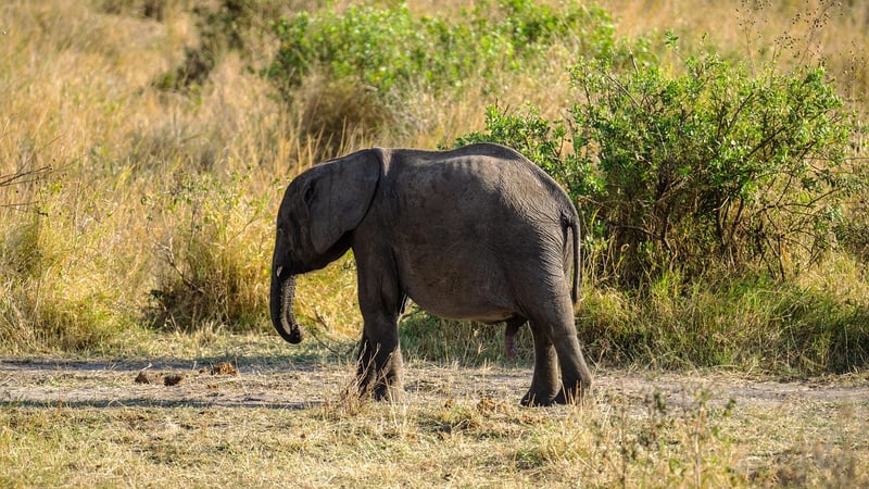 Serengeti Under Canvas